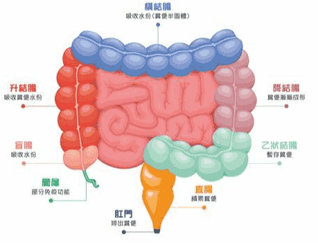 大腸癌